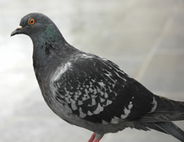 A feral pigeon
