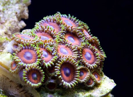 Palytoxin Poisoning Marine Aquarium Safety Sa Health