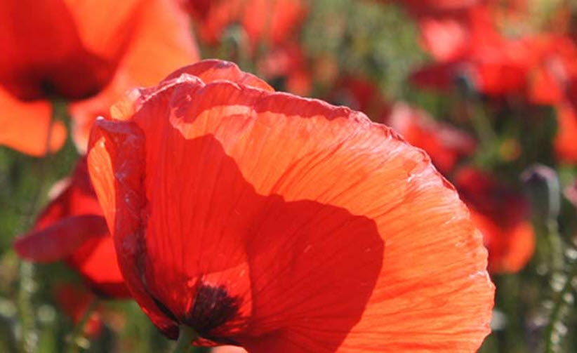 More about Veteran Health and Wellbeing Pathways