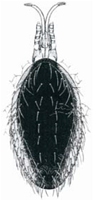 a image of a bird mite